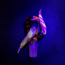Small image 5