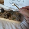 Small image 5
