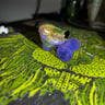 Small image 4