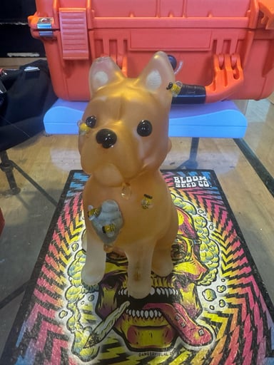 Preview pic of Joe peters French bulldog