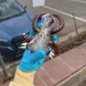 Small image 2