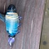 Small image 3