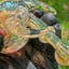 Small image 5