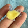 Small image 1