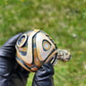 Small image 4