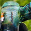 Small image 4