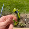 Small image 1
