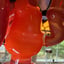 Small image 8