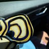 Small image 5