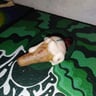 Small image 2