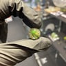Small image 1
