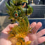 Small image 0