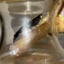 Small image 7