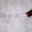 Small image 7