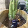 Small image 1