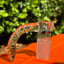 Small image 7