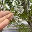 Small image 6