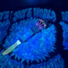 Small image 5