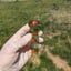 Small image 6