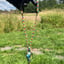 Small image 7