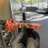 Small image 3