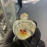 Small image 0
