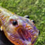 Small image 6