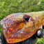 Small image 9