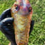 Small image 7