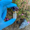 Small image 1