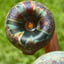 Small image 9