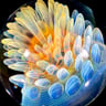 Small image 6