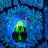 Small image 4