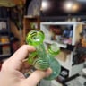 Small image 2