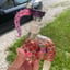 Small image 6