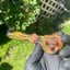 Small image 4