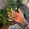 Small image 3