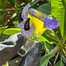 Small image 4