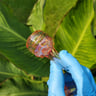 Small image 6