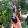 Small image 2