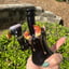 Small image 9
