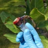 Small image 2
