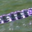 Small image 9