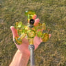 Small image 4