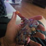Small image 1