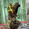 Small image 0