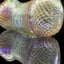 Small image 8