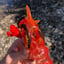 Small image 7