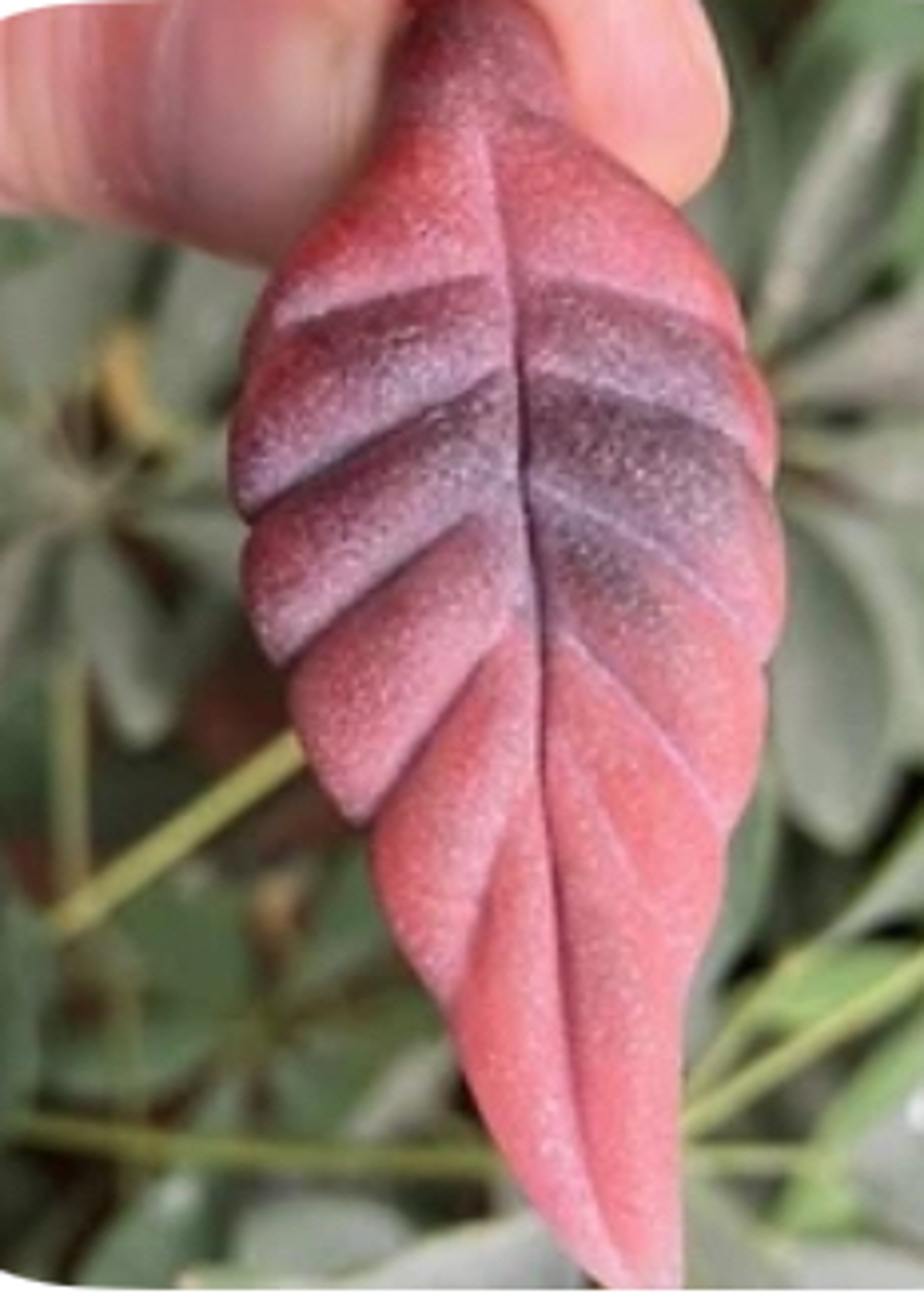 Preview pic of Heady Sand-Blasted Red Leaf Pendant