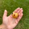 Small image 0